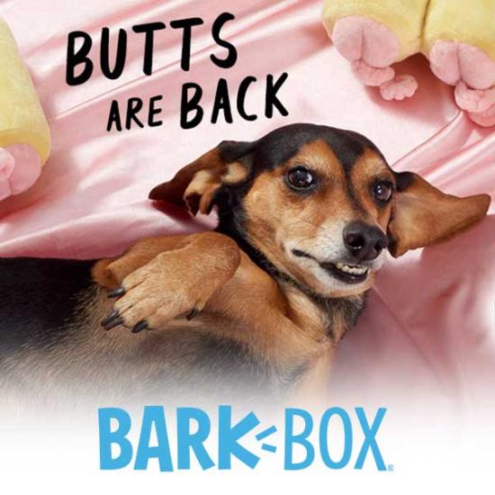 Blanket in toy barkbox pigs a BarkBox addresses