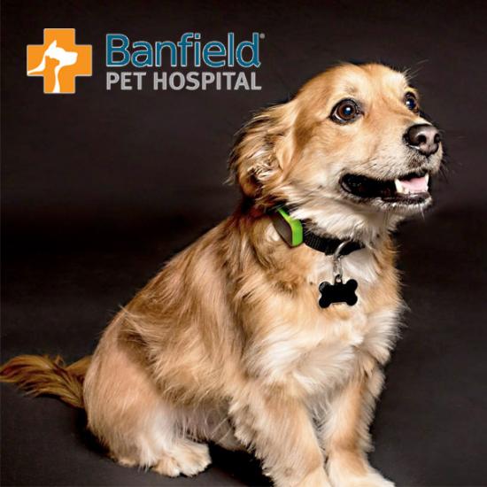 Banfield Coupon Saturday Freebies Free Banfield Pet Hospital Office